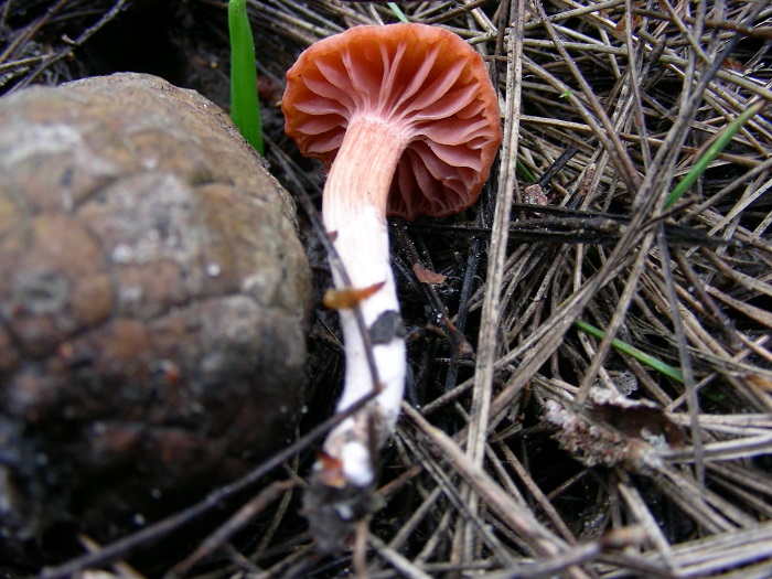 589 Febbraio vecchio ritrovamento